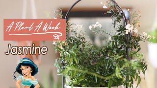 Jasmine Care | A Plant A Week