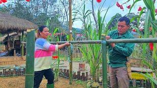 The process of setting up a cucumber trellis and harvesting bananas with the help of Mr. TON