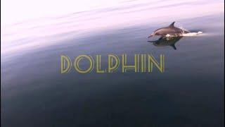 Wild Dolphin of Pakistan│ Arabian Sea │ Sudheer Ahmed