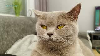 Lebensqualität, deine Katze zu verbessern 4K
