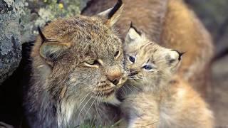 Doñana National Park , Andalucia, Spain, home of  endangered Iberian lynx