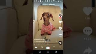 Talking dog tiktok