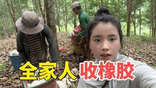 老挝的第一批橡胶出来了，娜娜家去山里运回家