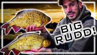 Fishing for Specimen Rudd | Daniel Woolcott | A Brace of 3's!