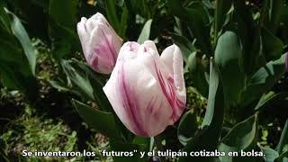 Tulipanes, un rincón holandés en la montaña de León