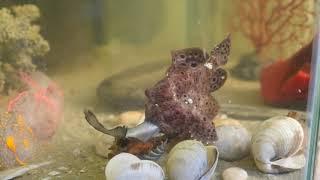 CRAZY Insane Ultimate Ambush Predators- The Frogfish vs. Channel Catfish/ DT's FISH-TV; S1 E2