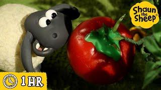 Shaun the Sheep  The Magic Tomato  Full Episodes Compilation [1 hour]