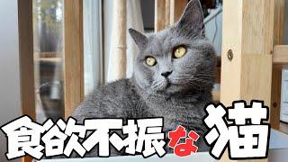 突然！猫が食欲不振になっちゃいました（心配）【ブリティッシュショートヘア・スコティッシュフォールド】