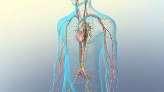 Lymph and Lymph Node Circulation