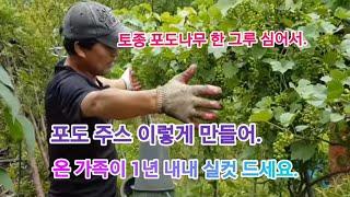 항상 피곤하면 이 열매 만 먹어도 몸이 가벼워져서 날아갈 겁니다 !!