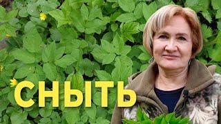 Волшебная Сныть - суставы и не только!