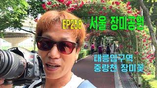 서울장미공원(중랑천,태릉입구역)Seoul Rose Park(Jungnangcheon,Taereung Station) EP258