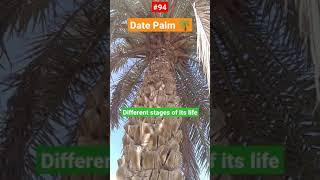 Growth Cycle of #DatePalm or any other #Palm #patience #care #Phoenixdacttlifera #Arecaceae #Desert