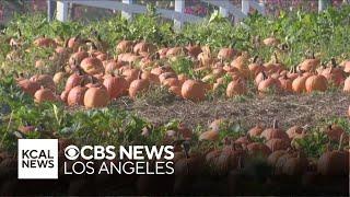 Cal Poly Pomona reopens one of the biggest pumpkin patches in Southern California