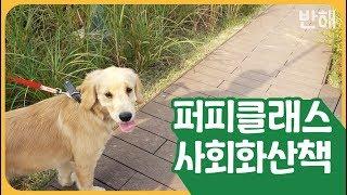 [퍼피 클래스] 또래 퍼피들과 함께하는 사회화 산책!