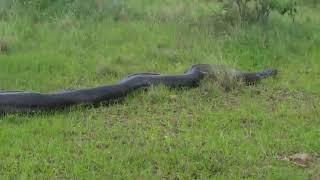 African Rock python spotted by Jason moolman on a farm in Ballito