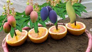 Simple Method Growing Mango Trees With Eggs | Easy Way Grow Mango Trees Using Natural Hormone