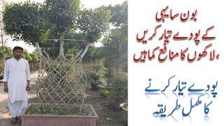 Bonsai plant in nursery of Pattoki || Complete method of Bonsai Propagation in Urdu & Hindi