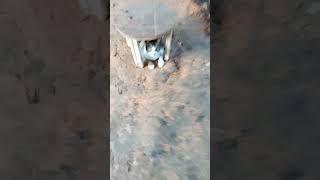 #cat ️️️