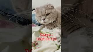 Услуга жена на час  #cat #озвучка #юмор