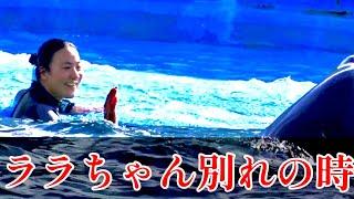 【別れの時】その場から離れようとしないシャチ　鴨川シーワールド　ララ