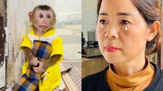 Mom found baby monkey Tina sitting alone and very sad, which made her so touched.