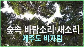 숲속 바람소리 새소리 - 자연의소리 - 제주도 비자림 숲속 힐링 - 3시간 연속