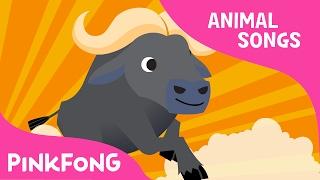 Follow Me Buffalo | Buffalo | Animal Songs | Pinkfong Songs for Children