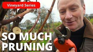 How to Prune Your Old Vines Without Chopping your Fingers Off