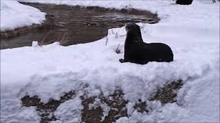 Otters playing in the snow