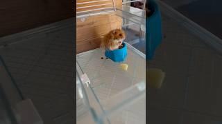 Хомяк Hamster 