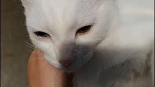 무언가에 중독된 고양이 나랑 massage addicted cat