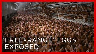 PETA U.K. Investigation: Crappy Eggs, Not Happy Eggs