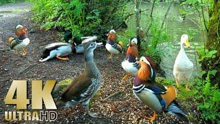 Ducks Quacking - Mandarin Duck - Mallards - Pekin Ducks - Nature Relaxation Video