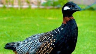 Kala teetar | teetar ki awaz | abdalin kala teetar