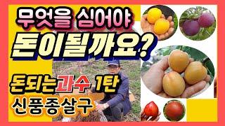 돈이되는 과수 1탄 신품종 살구 조생종자두