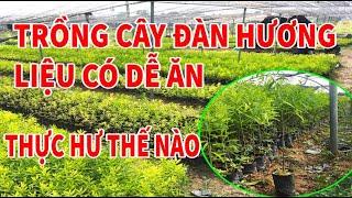 Cảnh tỉnh trồng cây Đàn Hương có thực sự dễ ăn | Vỡ mộng tiền tỷ 0946 301 497