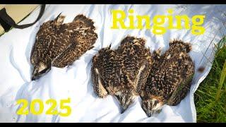 Ringing 2025 (in 8K)