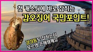 갑오징어 국민포인트! 모르시는 분 없죠? 고흥 녹동항 첫캐스팅에 바로 갑오징어가 나와주네요~!