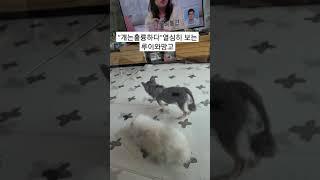 나란히 나란히 TV보는 강아지들.#shorts