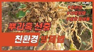 뿌리혹선충의 친환경적인 방제 방법에 대해 설명해 드립니다.