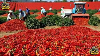 Harvesting Millions of Chili Peppers: The High Tech Paprika Production Journey