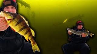 Ice Fishing For Pike & Perch Using An UNDERWATER CAMERA! (INSANE UNDERWATER FOOTAGE)