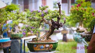 Thọ Bonsai - Số 356 ĐÃ BÁN - Linh Sam Khai Thác Độc Đẹp Nghệ Thuật