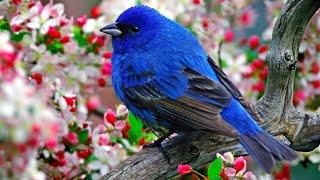 Relaxing Music Soothes The Heart With Birds - Relax Your Mind, Relieve Stress After A Working Day