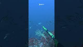 Misadventure at - 42 m depth, rod caught in a net - spearfishing