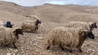 الأغنام مرياع مراييع الغنم صوت اجراس sheep shingall Folklore Iraq