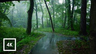 Relaxing Walk in the Rain, Umbrella and Nature Sounds for Sleep and Relaxation | 4k ASMR