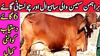 Best Quality Cholistani Sahiwal Cow Farm Near Luden Cow Mandi Hasil Pur || Global Village Farming