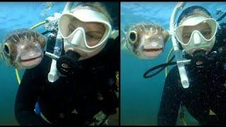 "Incredible moment": Jules Casey, a underwater photographer takes a selfie with a pufferfish